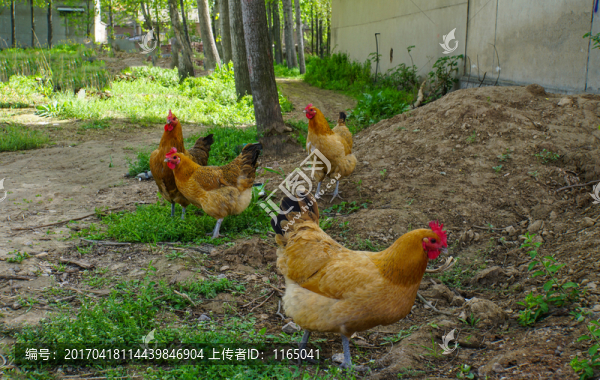 草雞,土雞
