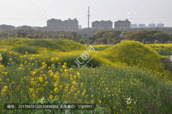 油菜花