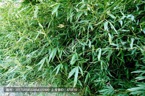 竹林,竹子,高清竹子