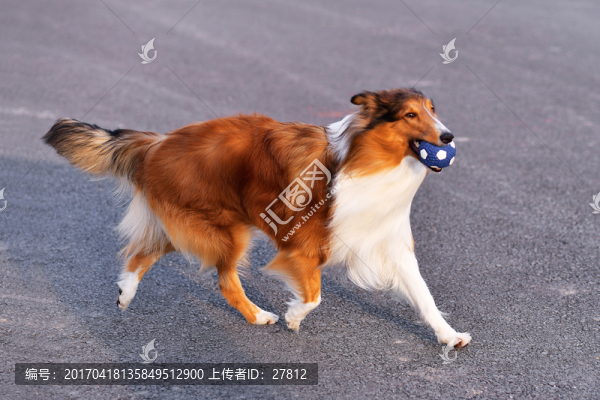 蘇格蘭牧羊犬
