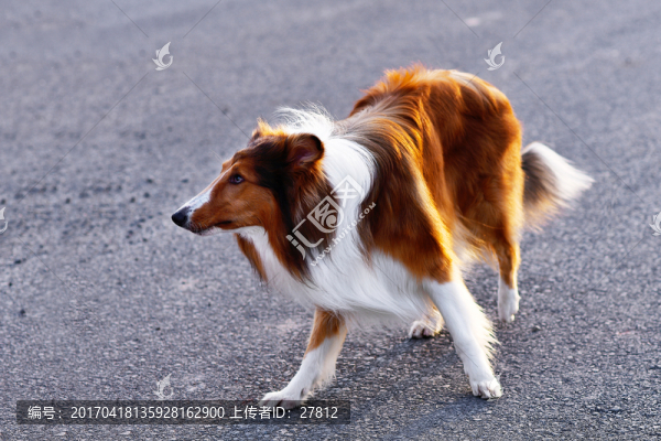 蘇格蘭牧羊犬
