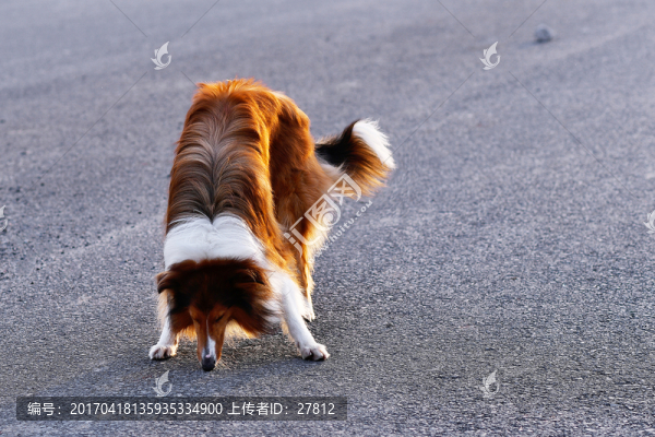 蘇格蘭牧羊犬