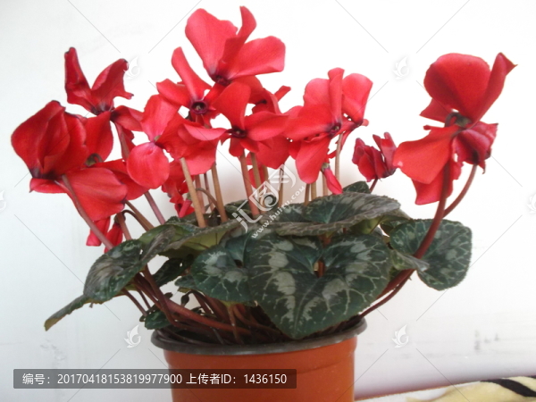 仙客來,,花草