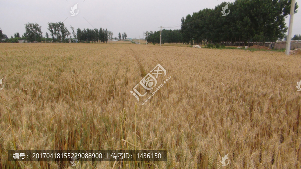小麥成熟