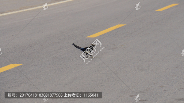 公路上的小鳥