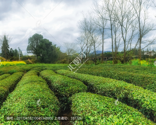 婺源茶園