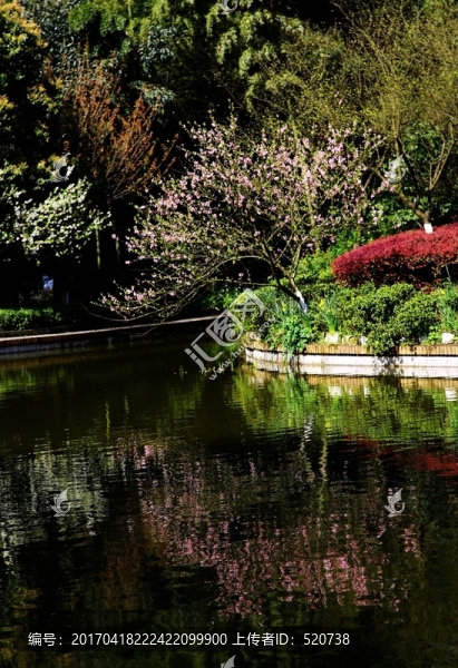 城市,園林,湖水,樹林