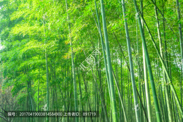 竹林