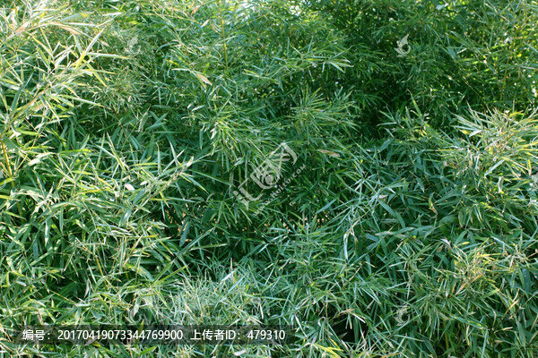 竹林,竹子,高清竹子,高清竹林