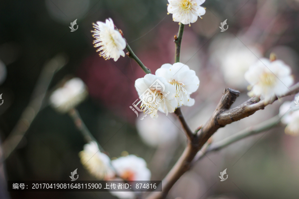 杏花