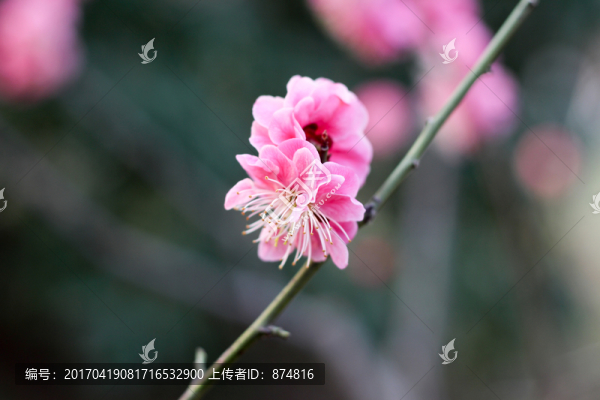 杏花