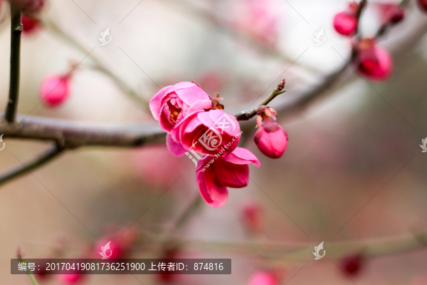 桃花