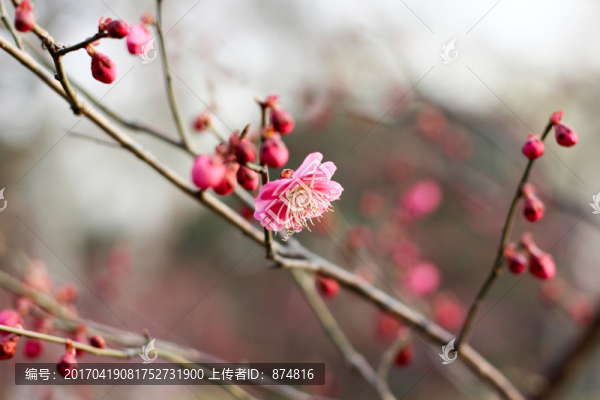 桃花