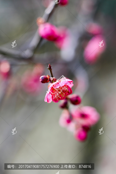 桃花