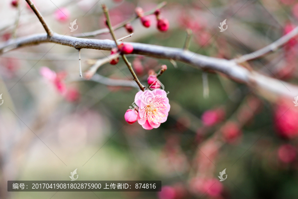 杏花