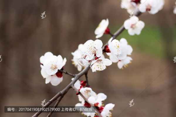 杏花