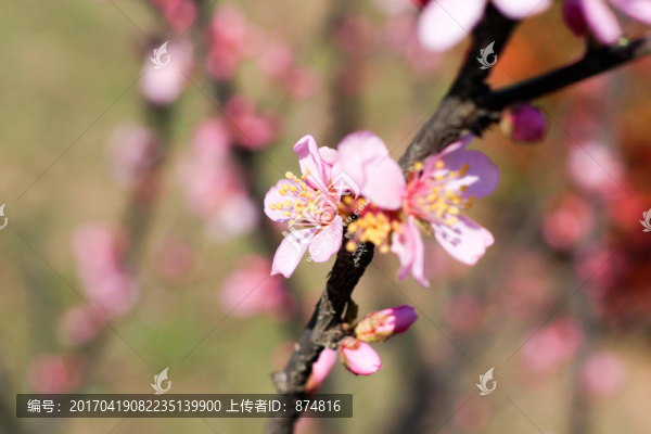 杏花