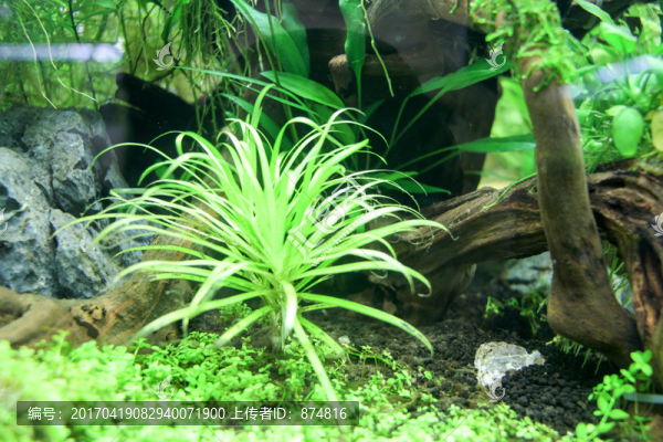 水族內景