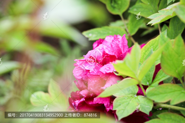 牡丹花