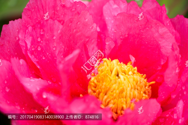 牡丹花
