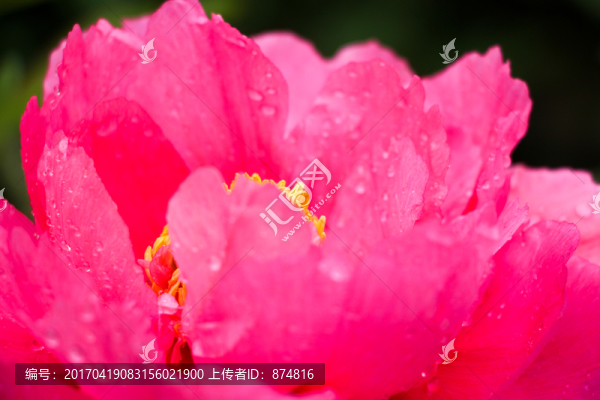 牡丹花