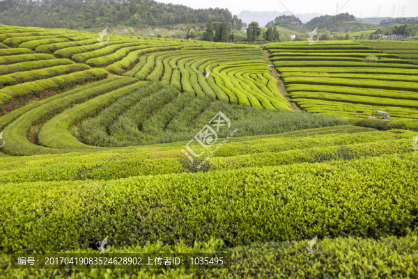 茶園