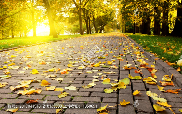 樹林風(fēng)景