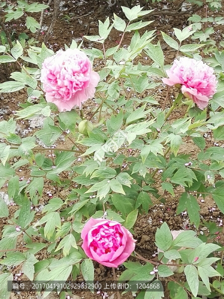 牡丹