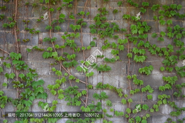 墻上的植物