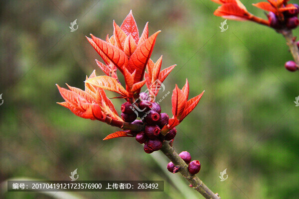 紅色嫩葉