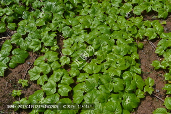 爬墻虎,綠植,嫩葉