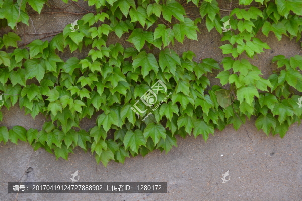植物墻,爬墻虎,綠葉