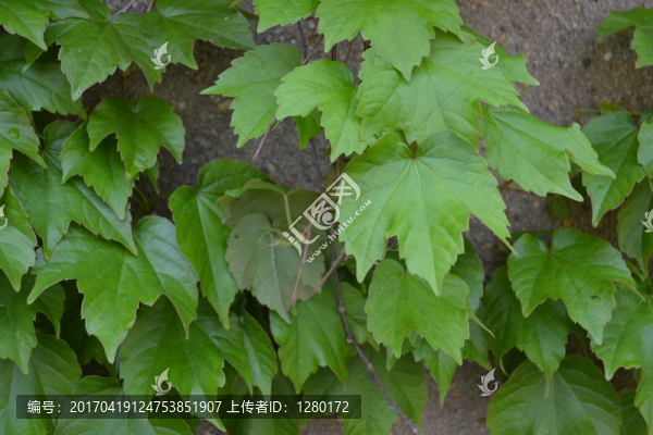 植物墻,爬墻虎,綠葉