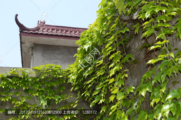 屋角的爬山虎,植物墻