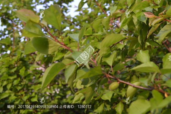 杏子特寫(xiě),杏子,青杏