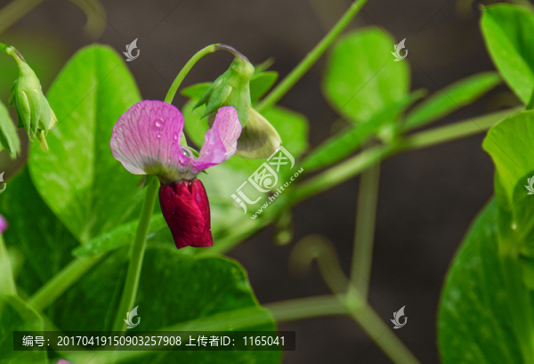 豌豆花