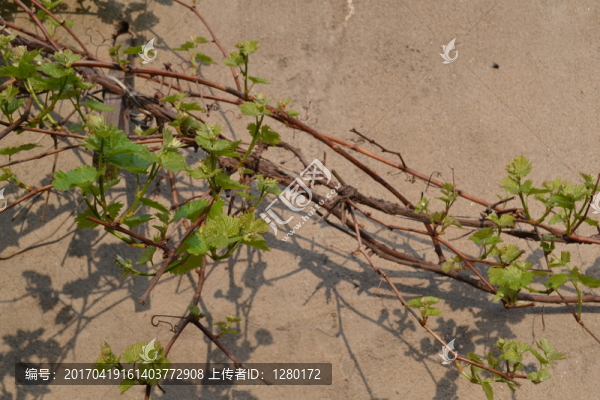 葡萄架,植物墻