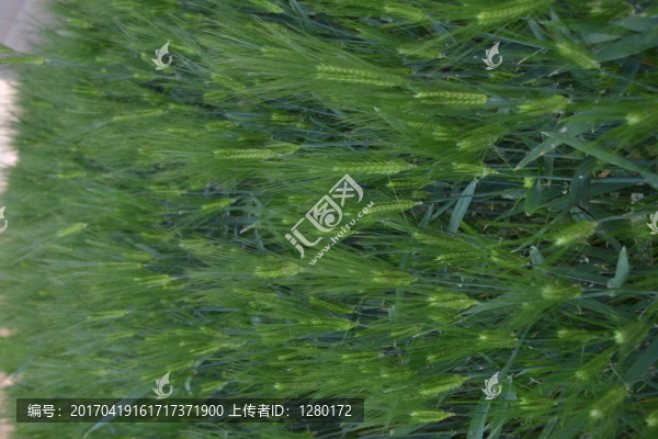 小麥,麥地,麥穗