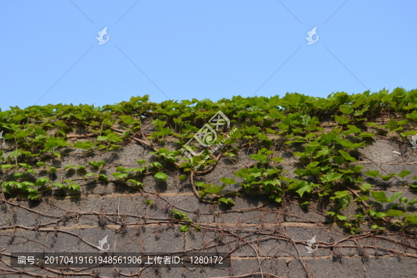 爬墻虎,植物墻,綠植