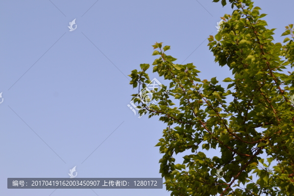 樹(shù)枝,杏樹(shù)