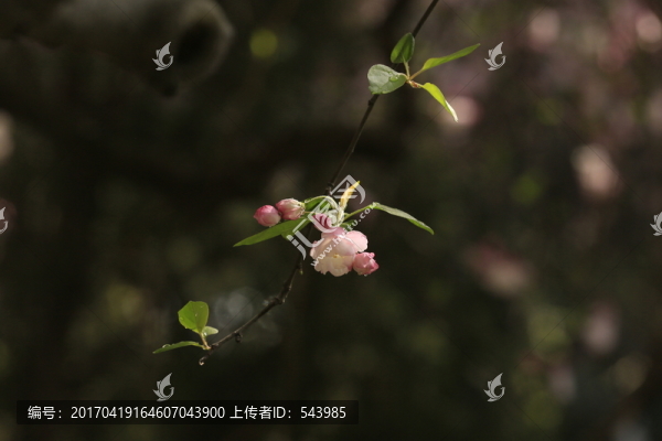 海棠花