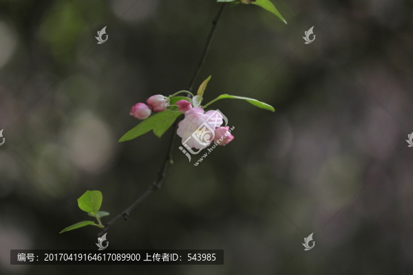 海棠花