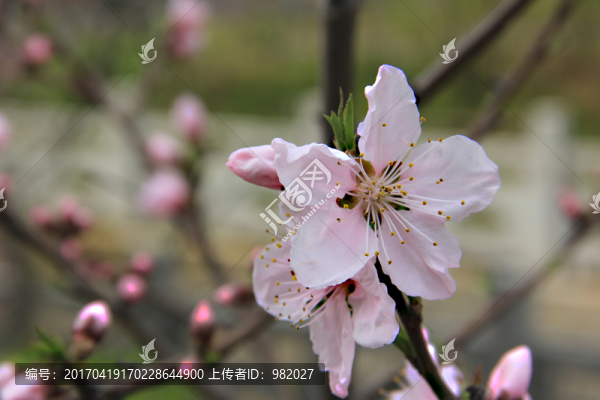 桃花