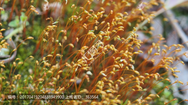 花卉
