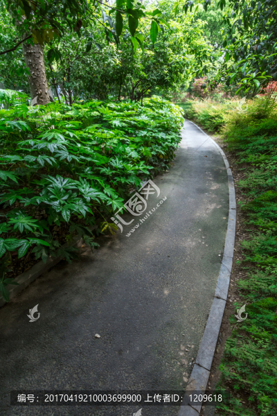 林間小路