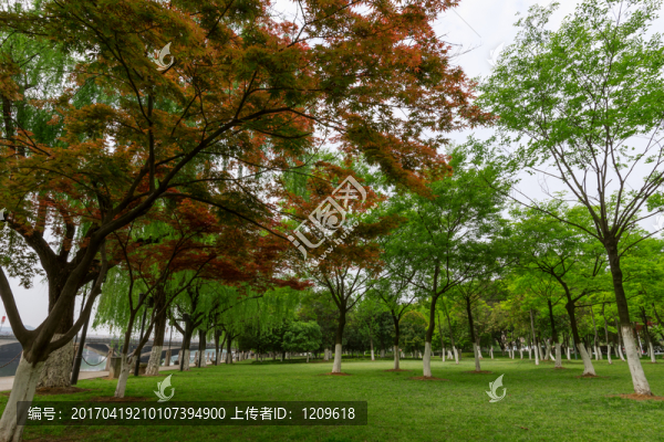 樹林