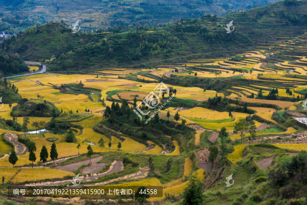 稻田,梯田