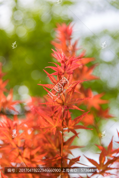 紅色的楓葉,楓樹