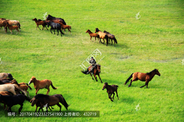 草原馬群套馬