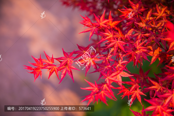 楓葉